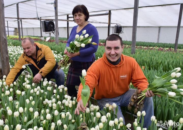 Вахта Стикеровщик 25 смен Работа с проживанием