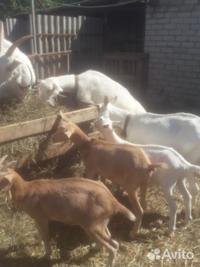 Мурсиано гранадина