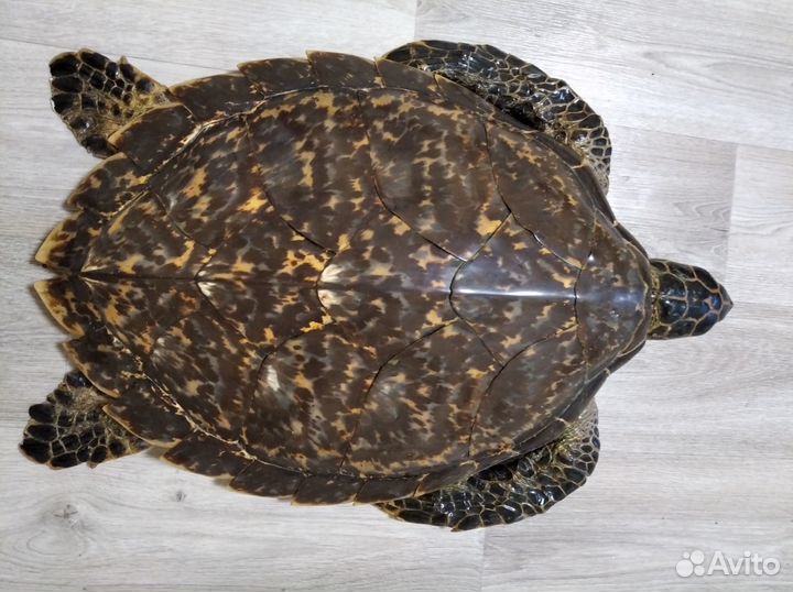 Чучело морской черепахи