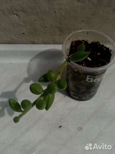 Крестовники разные виды