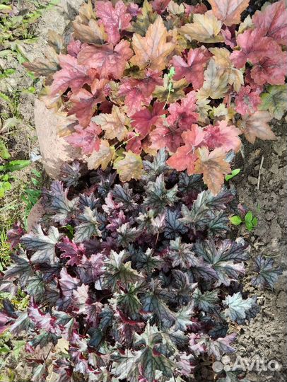 Хосты,гейхеры,гортензия