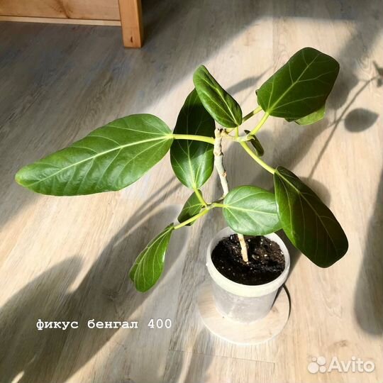 Комнатные растения