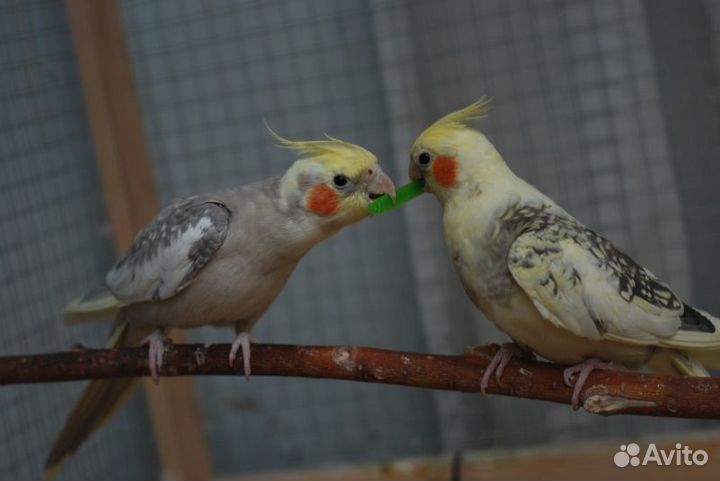 Попугай Кареллы птенчики