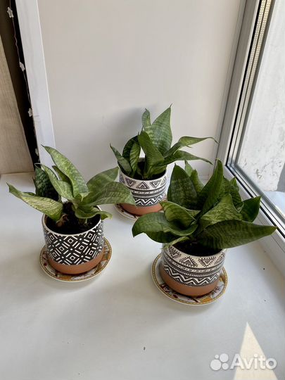 Сансевиерия