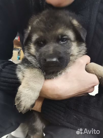 Щенки немецкой овчарки