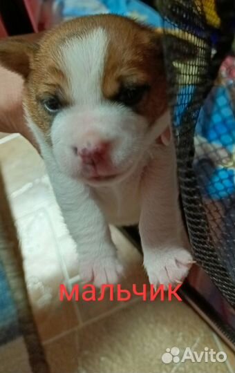 Джек Рассел терьер
