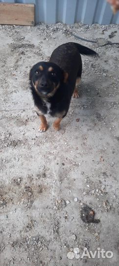 Маленькие собачки в отлове. Очень нужен дом