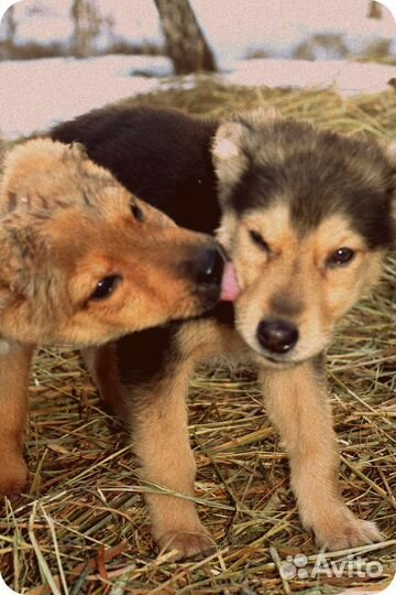 Щенок на улице