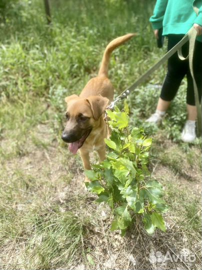 Щенок в добрые руки мальчик