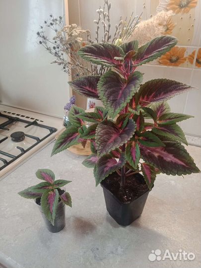 Колеусы вегетативные