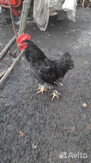 Молодые петухи