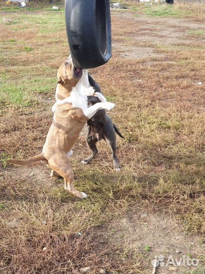 Стаффордширский терьер щенки щенок