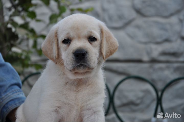 Щенки лабрадора