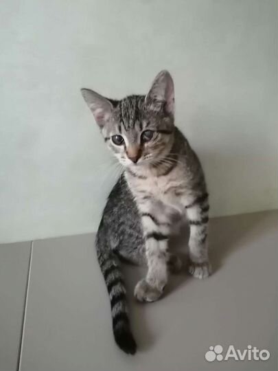 Кошечка 4 месяца