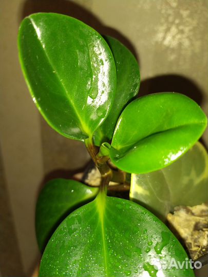 Пеперомия изумрудная