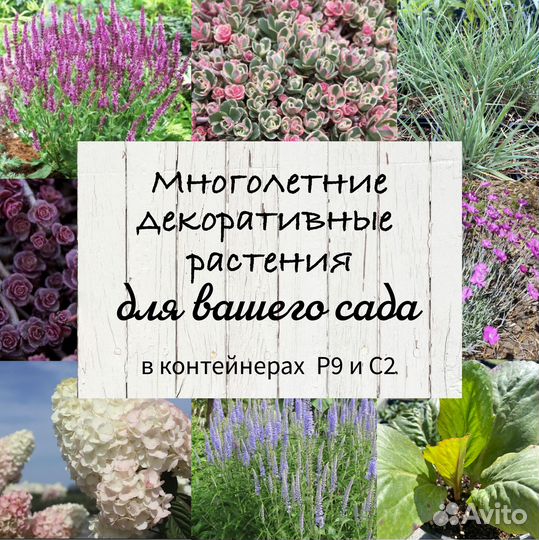 Многолетние растения для вашего сада