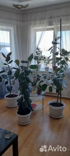 Цветы домашние: фикус, замиакалькас