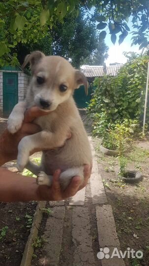 Щеночки в дар