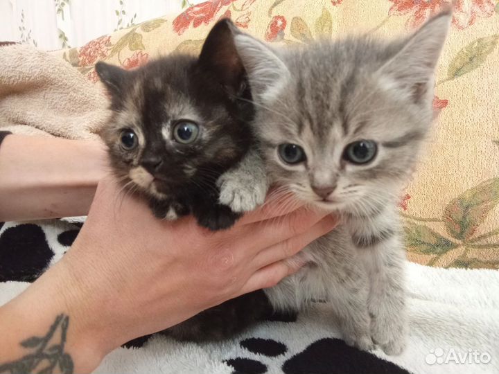 Кошки в добрые руки бесплатно