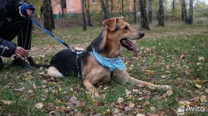 Собака из приюта