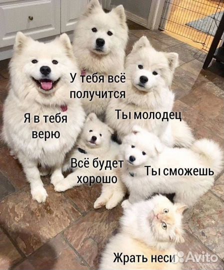 Передержка животных (собаки, грызуны, рыбы)