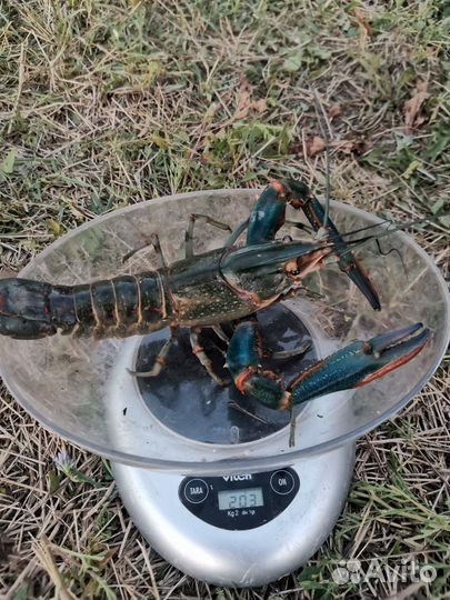 Аккр (маточное)