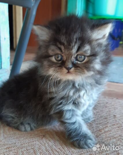 Очаровательный длинношерстный британец