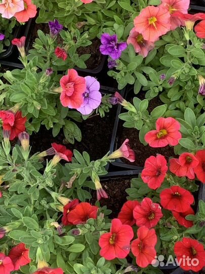 Калибрахоа, петуния, бакопа, алиссум, лабелия