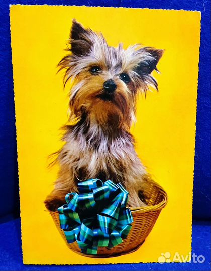 Открытки Календари Кошки Собаки Животные Раритет