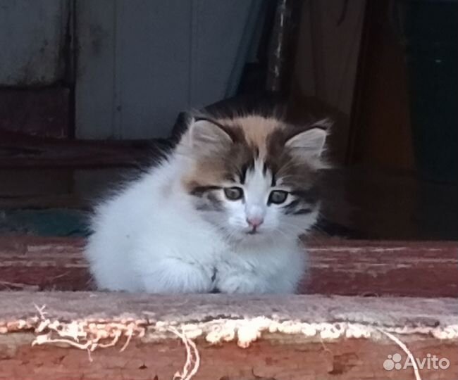 Котёнок трехцветный
