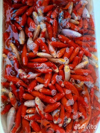 Кометы рыба для пруда и аквариума