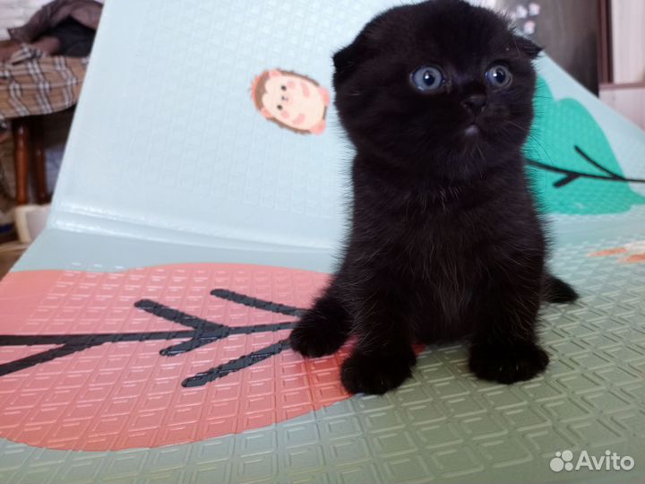 Шотландская вислоухий кот