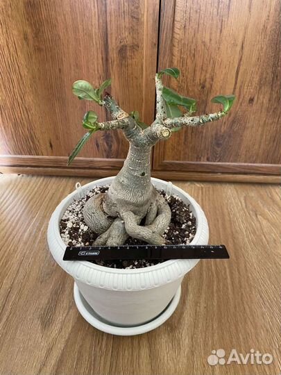 Адениумы- осьминоги взрослые