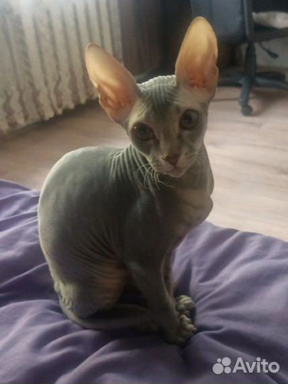 Велюровый сфинкс