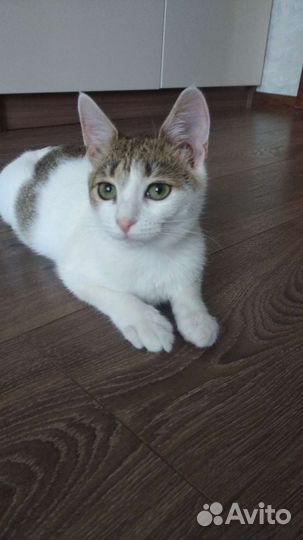 Кошка ласкуша трехцветная,котенок в добрые руки