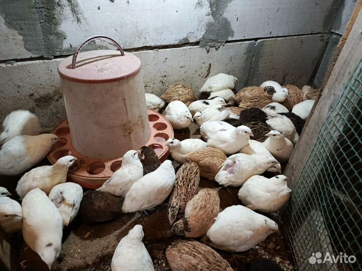 Перепела и куры