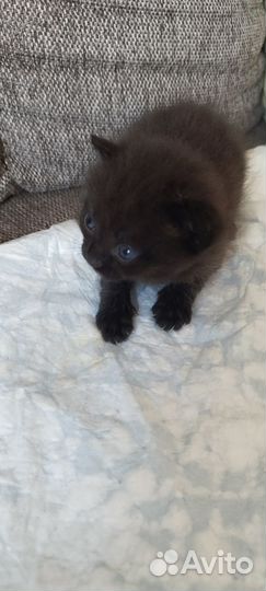 Котята от кошки британки