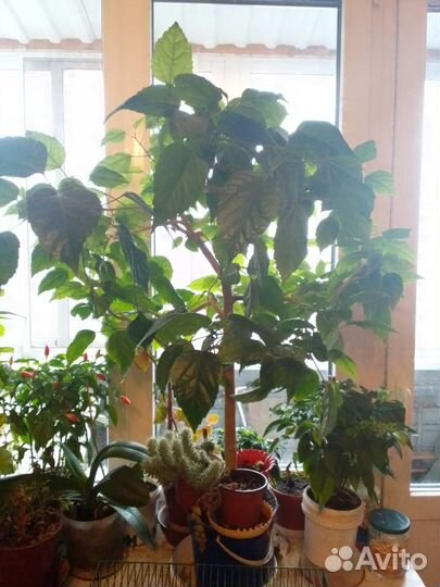 Гибискус китайская роза)