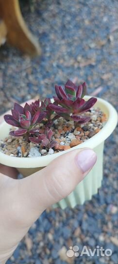 Суккуленты редкие