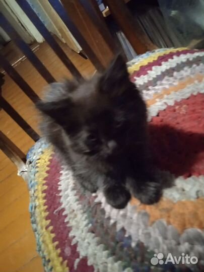 Котята в добрые руки бесплатно