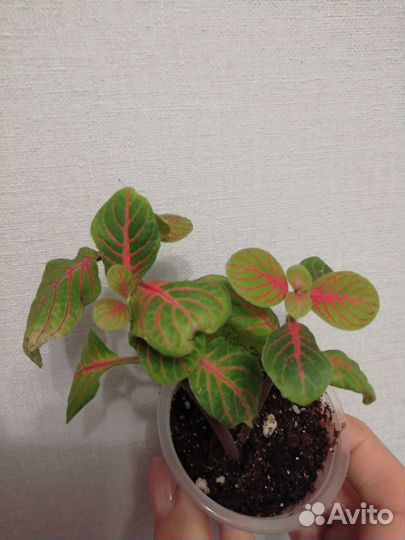 Комнатные цветы