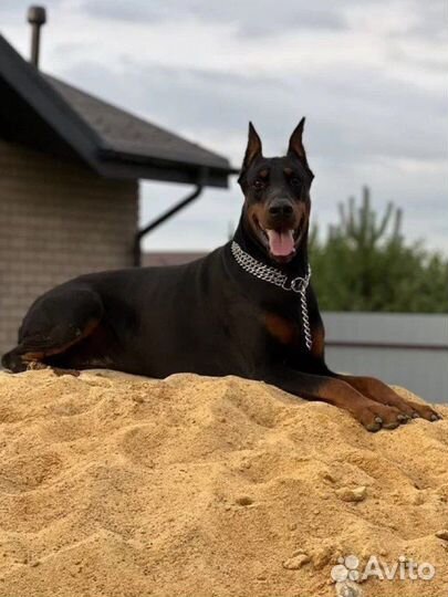 Доберман вязка