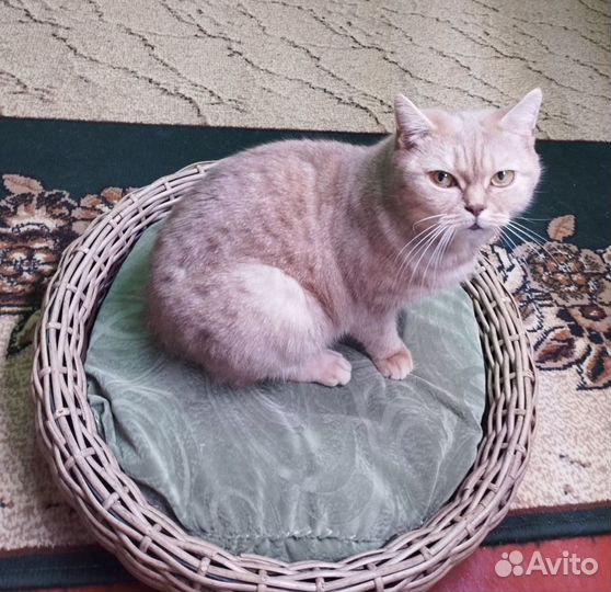 Лежанка для кошек плетеная