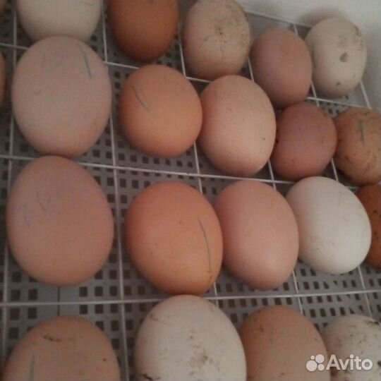 Домашние куриные яйца, для еды и инкубации