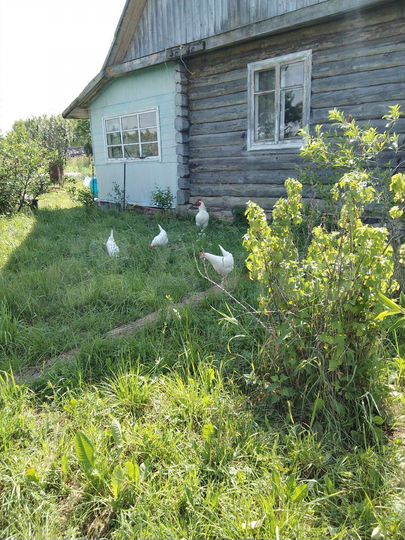 Дом 31,6 м² на участке 10 сот.