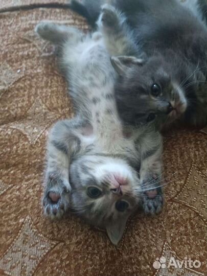 Отдам бесплатно животные