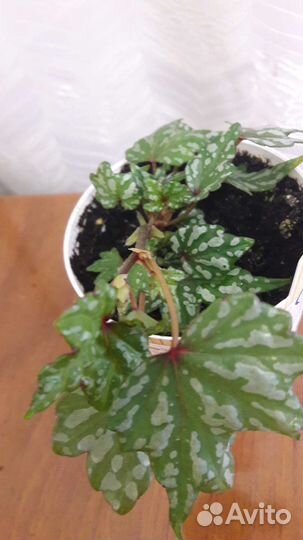 Комнатные растения