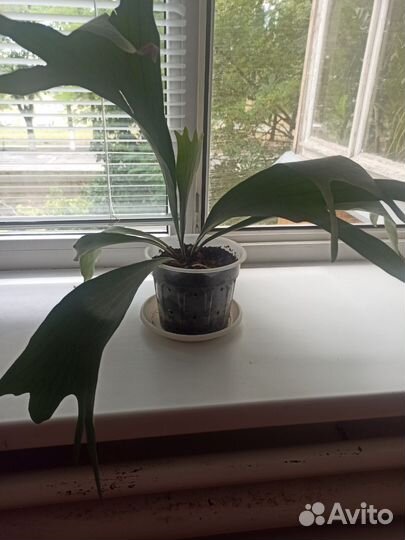 Комнатные цветы