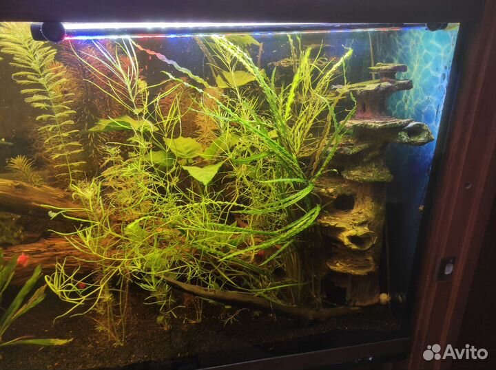 Аквариум 650 литров Atoll Biodesign 650