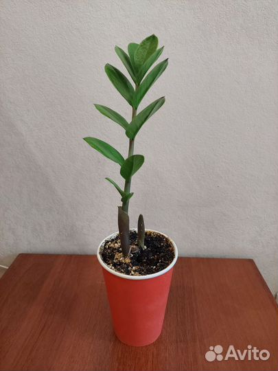 Замиокулькас